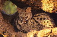 Genet (Foto-Ardeidas / CC BY-SA).