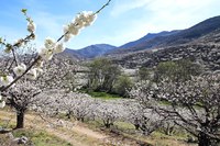 Jerte Valley cherry trees in bloom (Gonzalo Riestra / CC BY 2.0).