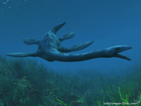 Elasmosaurus, een soort plesiosaurus (source: www.paleoaeirie.org, CC BY 4.0.)