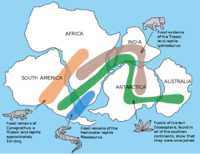 Het 'oercontinent' van Wegener, Gondwana, en de verspreiding van fossiele dieren en planten.