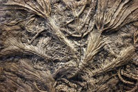 Crinoideos, lirios de mar, del Periodo Jurásico (Kevin Walsh / CC BY 2.0)