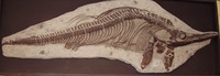 Fossiel van een Ichthyosaurus, let op de enorme oogkassen. (foto: Viridiflavus / CC BY-SA 3.0)