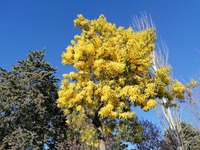 Mimosa, una leguminosa (foto: K.B.)