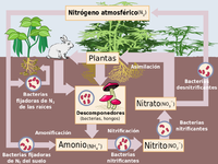 Ciclo de nitrógeno (Johann Dréo en Wikipedia)