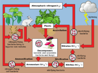 Nitrogen Cycle.