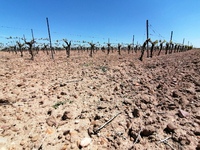 Industriële wijnbouw is niet levensvatbaar binnen de huidige planeetproblematiek (Rueda, Valladolid).