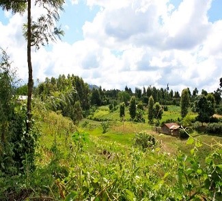 Plots of smallholder farmers near Nanyuki, Kenya.