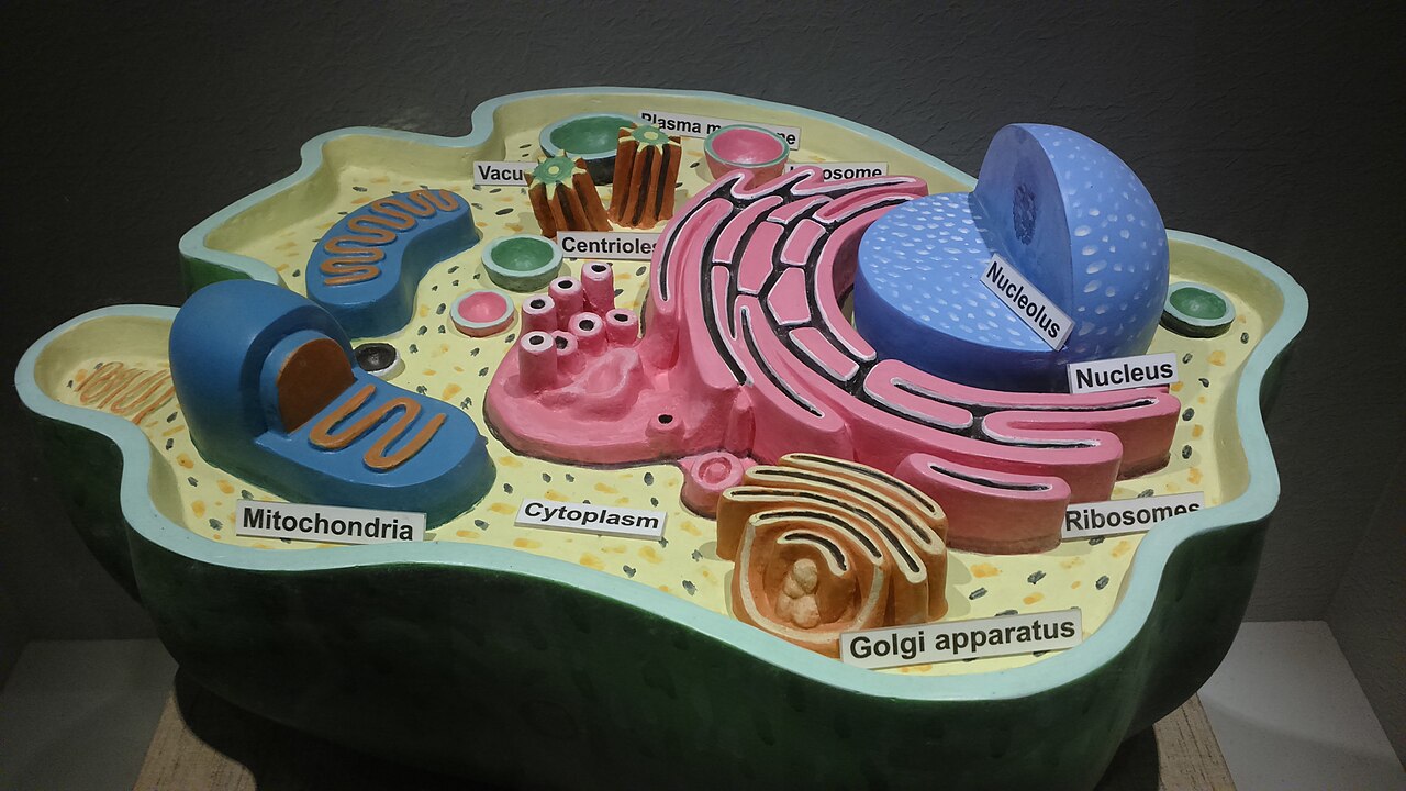Human cell (Royroydeb / Wikipedia)