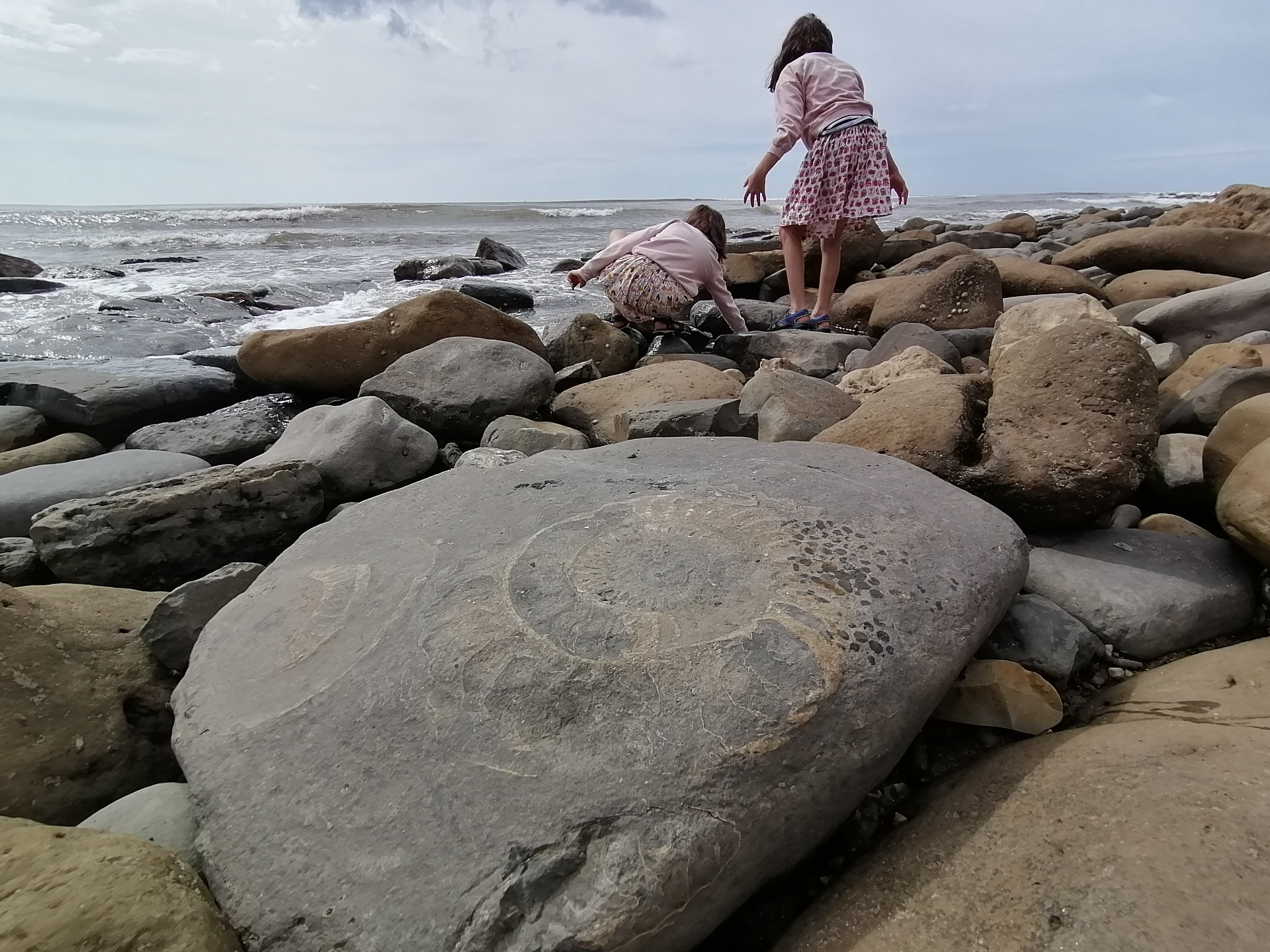 Ammonite. (K.B.)