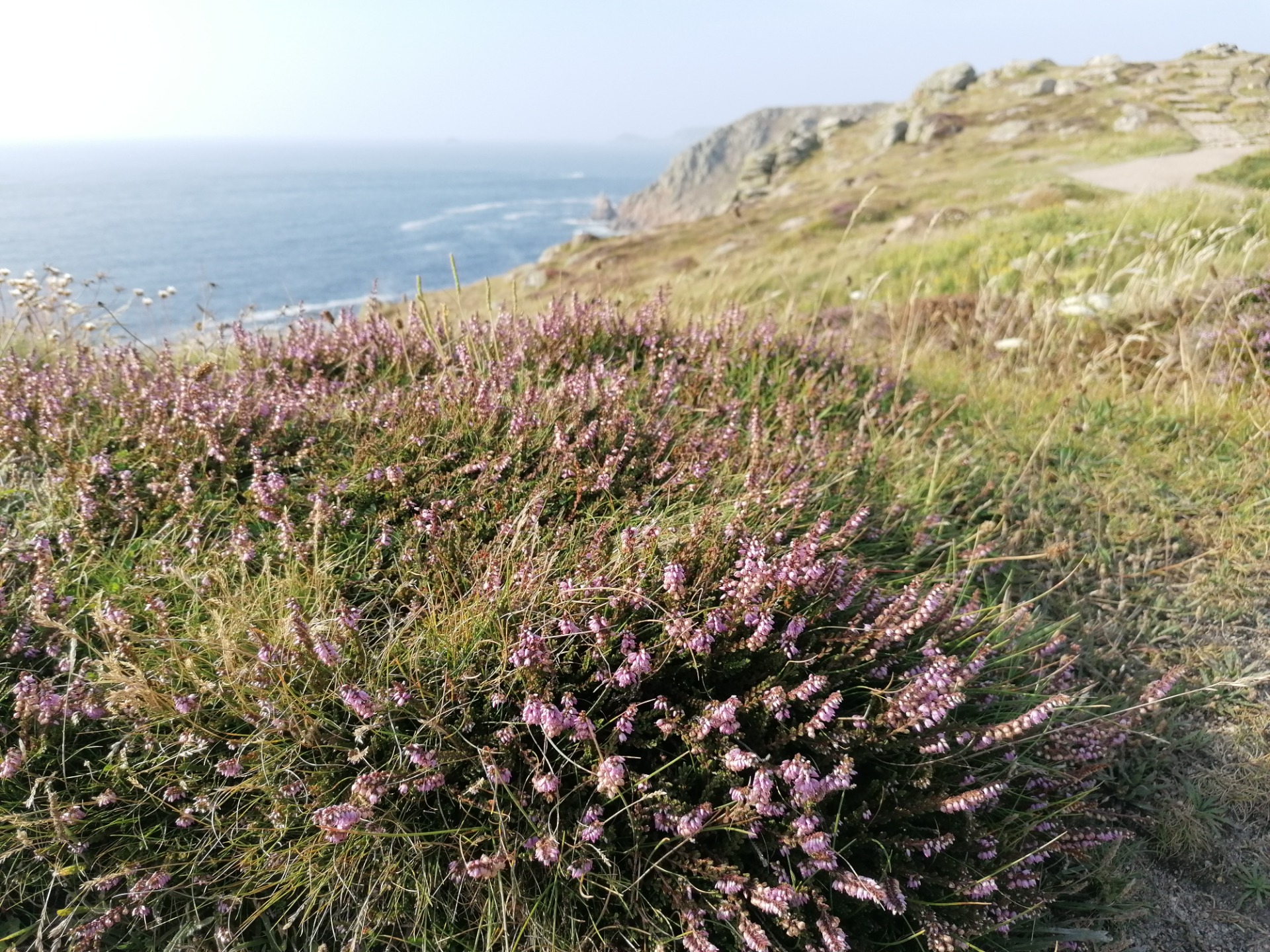 Heathland on granite, Land's End. (K.B.)