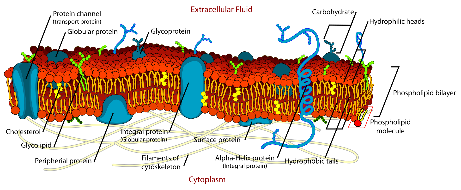 Plasma membrane (By Mariana Ruiz - Own work, Public Domain)