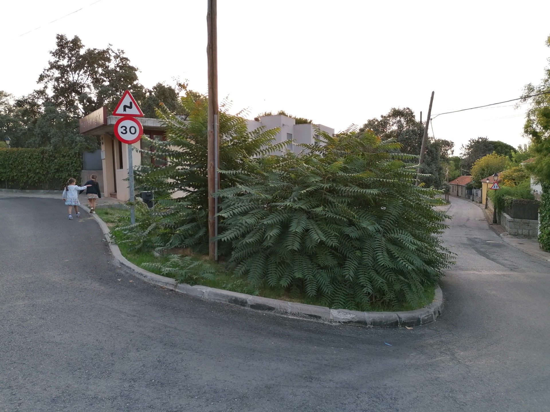 Straathoek in Spanje, september. In juni werd hier een amandelboom gekapt. Daarna werden ook deze hemelboomscheuten gekapt maar ze komen steeds terug. Ze zijn eigenlijk niet meer te stuiten, dus laten we ze misschien beter staan zodat Madrilenen nog wat schaduw hebben als het 40 graden is.